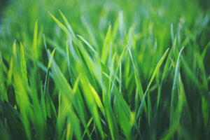 Lush healthy lawn that is free of weeds after being treated with Fiesta Weed Killer