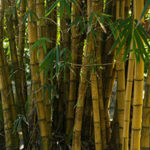 Bamboo forests are a popular source of environmentally friendly building materials for NJ custom home builder