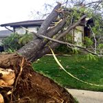 A tree not cared for by a tree company in Forked River uprooted and fell on a house 